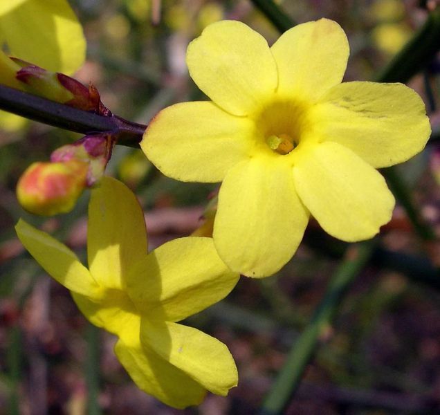 Жасмин Голоквітковий (Nudiflorum) &mdash; яскраво-жовте зимове цвітіння фото