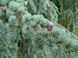 Кедр Ливанский (Cedrus Libani) &mdash; величественное дерево-долгожитель фото 1
