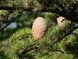 Кедр Ливанский (Cedrus Libani) &mdash; величественное дерево-долгожитель фото 2