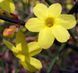 Жасмин Голоквітковий (Nudiflorum) &mdash; яскраво-жовте зимове цвітіння фото 2