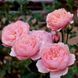 Роза Зе Алнвик (The Alnwick Rose) &mdash; английская фото 2