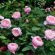 Роза Зе Алнвик (The Alnwick Rose) &mdash; английская фото 4
