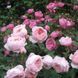 Роза Зе Алнвик (The Alnwick Rose) &mdash; английская фото 3