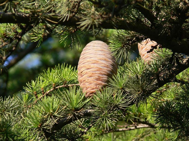 Кедр Ливанский (Cedrus Libani) &mdash; величественное дерево-долгожитель фото