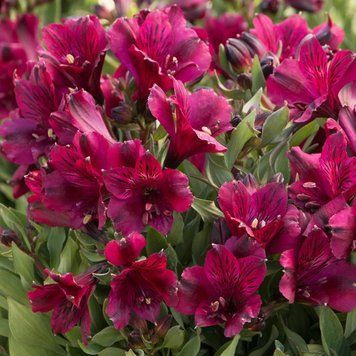Альстромерія Патіо Дарк Перпл (Dark Purple) &mdash; розкішний фіолетовий сорт для кашпо фото