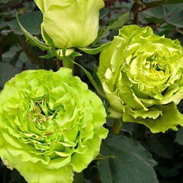 Роза Грин (Green) &mdash; чайно-гибридная, необычный зеленый оттенок фото