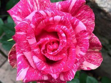 Роза Пинк Интуишн (Pink Intuition) &mdash; чайно-гибридная, мраморная окраска фото