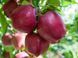 Яблоня Роял Ред Делишес (Royal Red Delicious, зимняя, поздняя) фото 1