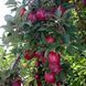 Яблоня Роял Ред Делишес (Royal Red Delicious, зимняя, поздняя) фото 2