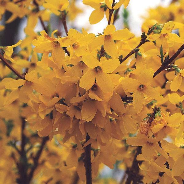 Форзиція Вікенд (Weekend) &mdash; дуже ранній та компактний сорт фото