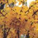 Форзиція Вікенд (Weekend) &mdash; дуже ранній та компактний сорт фото 2