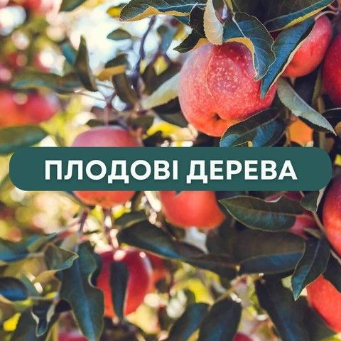 Плодові дерева