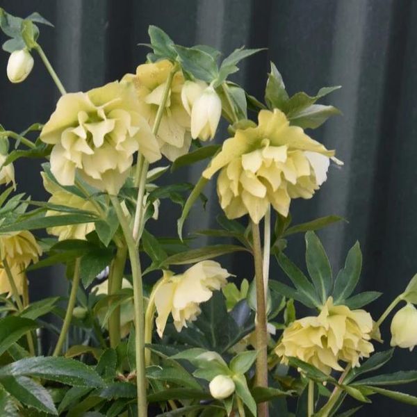 Морозник Дабл Эллен Йеллоу (Double Ellen Yellow) &mdash; нежные желтые цветы в крапинку фото