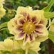 Морозник Дабл Эллен Йеллоу (Double Ellen Yellow) &mdash; нежные желтые цветы в крапинку фото 1