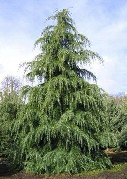 Кедр Гімалайський (Cedrus Deodara) &mdash; красива плакуча форма крони фото
