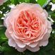 Роза Э Шропшир Лэд (A Shropshire Lad) &mdash; английская фото 1